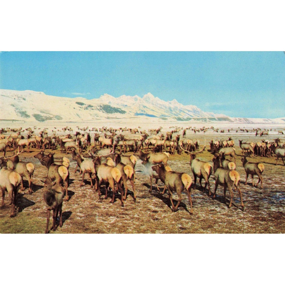 Vintage Jackson Hole Wyoming Wild Elk Herd Teton Peaks Postcard ES-349